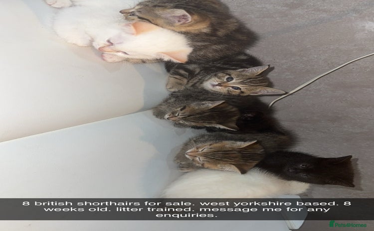 Scottish Fold cats - Advert 1