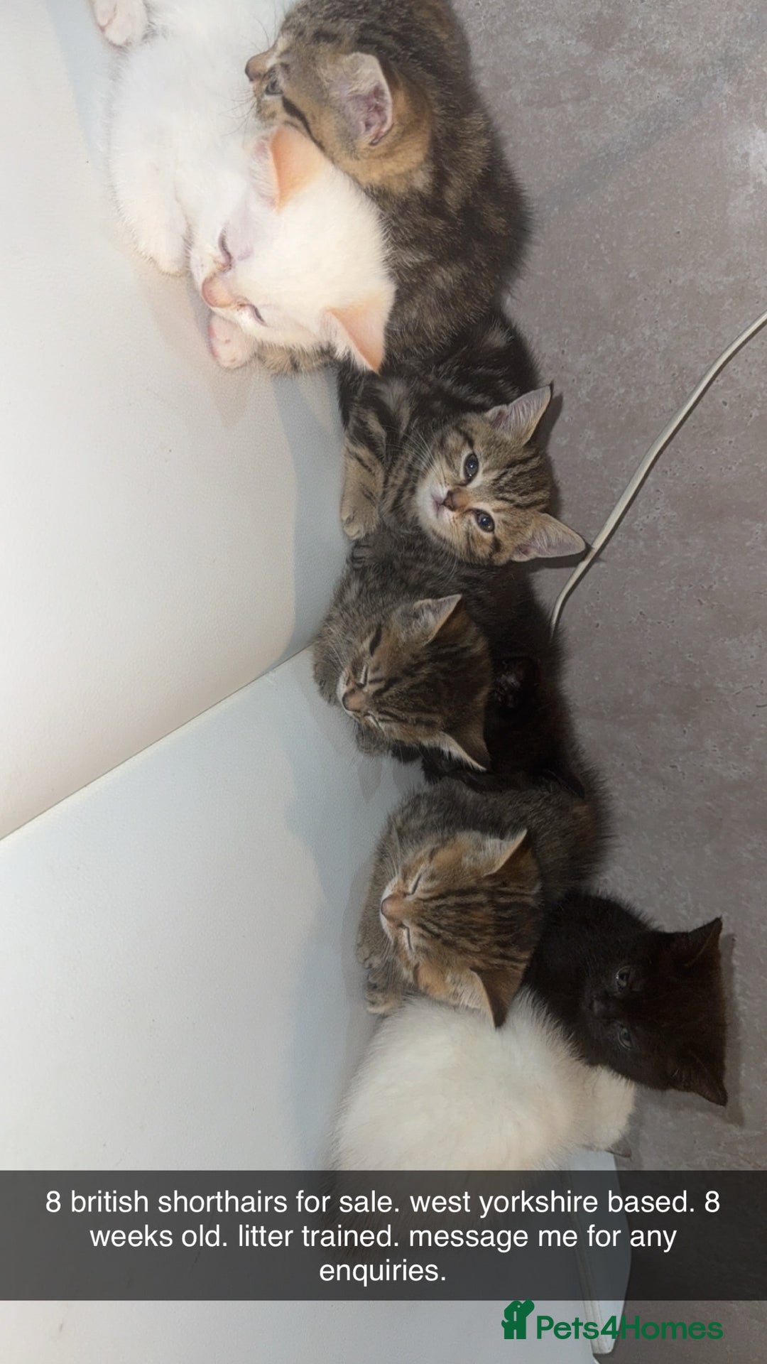 Scottish Fold cats for sale: British Shorthairs For Sale - Image 1