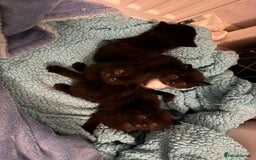 Mixed Breed cats for sale: Tuxedo kitten for sale - Image 8