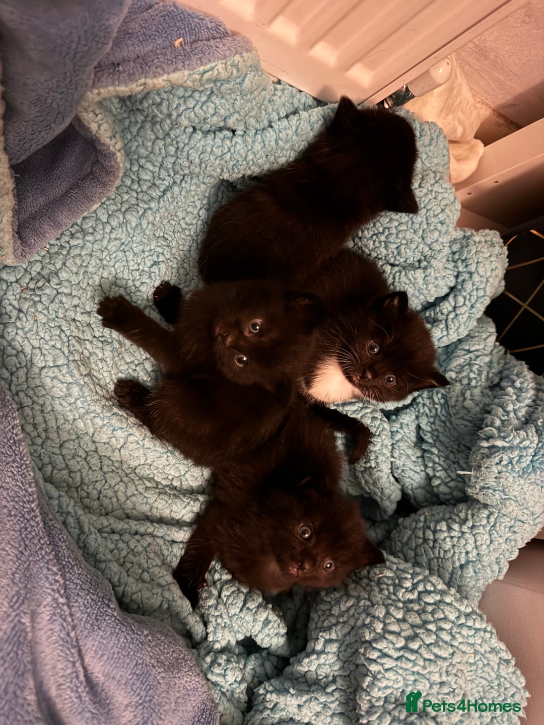 Mixed Breed cats for sale: Tuxedo kitten for sale - Image 8