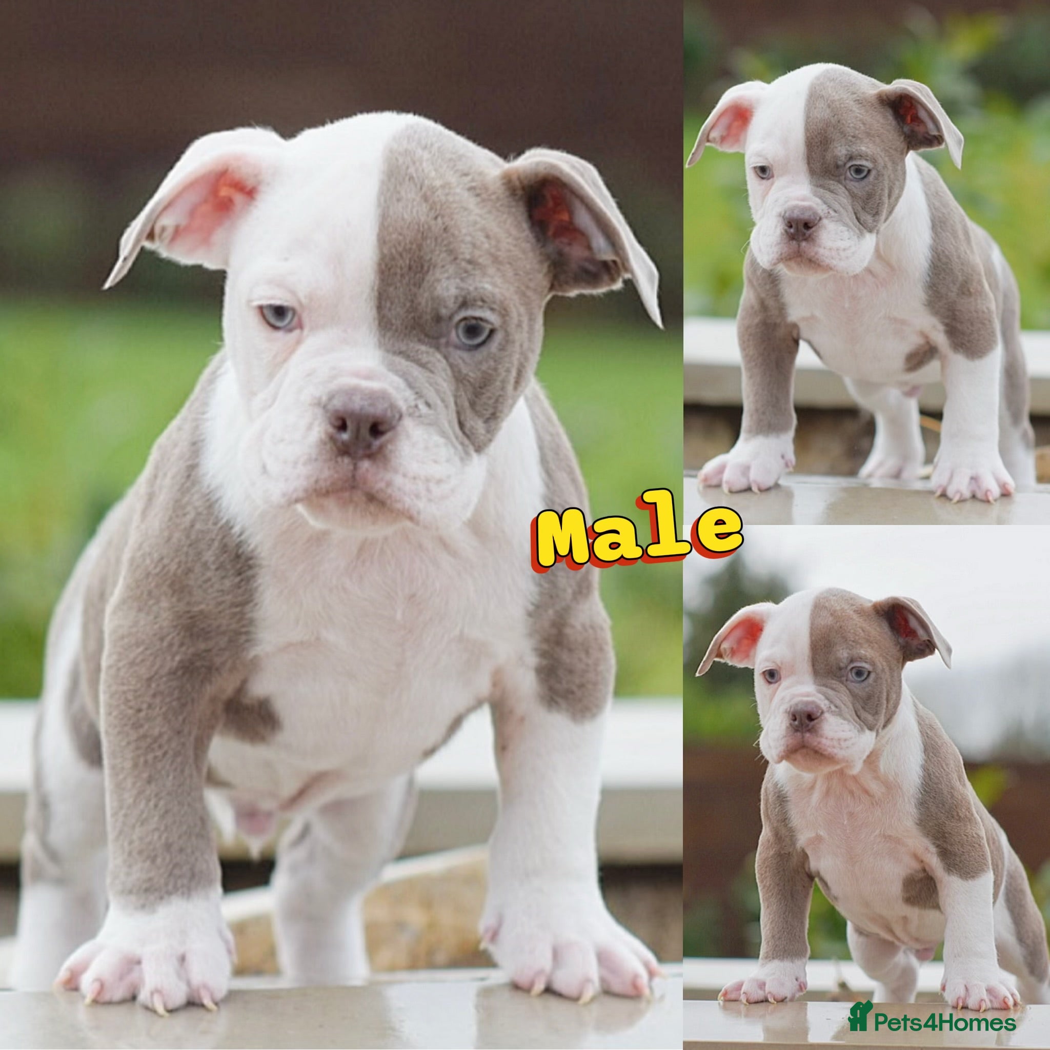 Olde English Bulldogge dogs 5⭐️COUNCIL APPROVED,LICENSED, 23 YEARS EXPERIENCE. - Advert 5