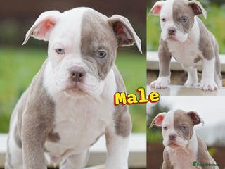 Olde English Bulldogge dogs 5⭐️COUNCIL APPROVED,LICENSED, 23 YEARS EXPERIENCE. - Advert 5