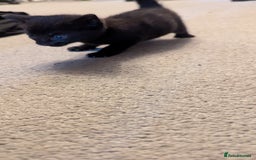 Mixed Breed cats for sale: Little beautiful kittens😀 - Image 8