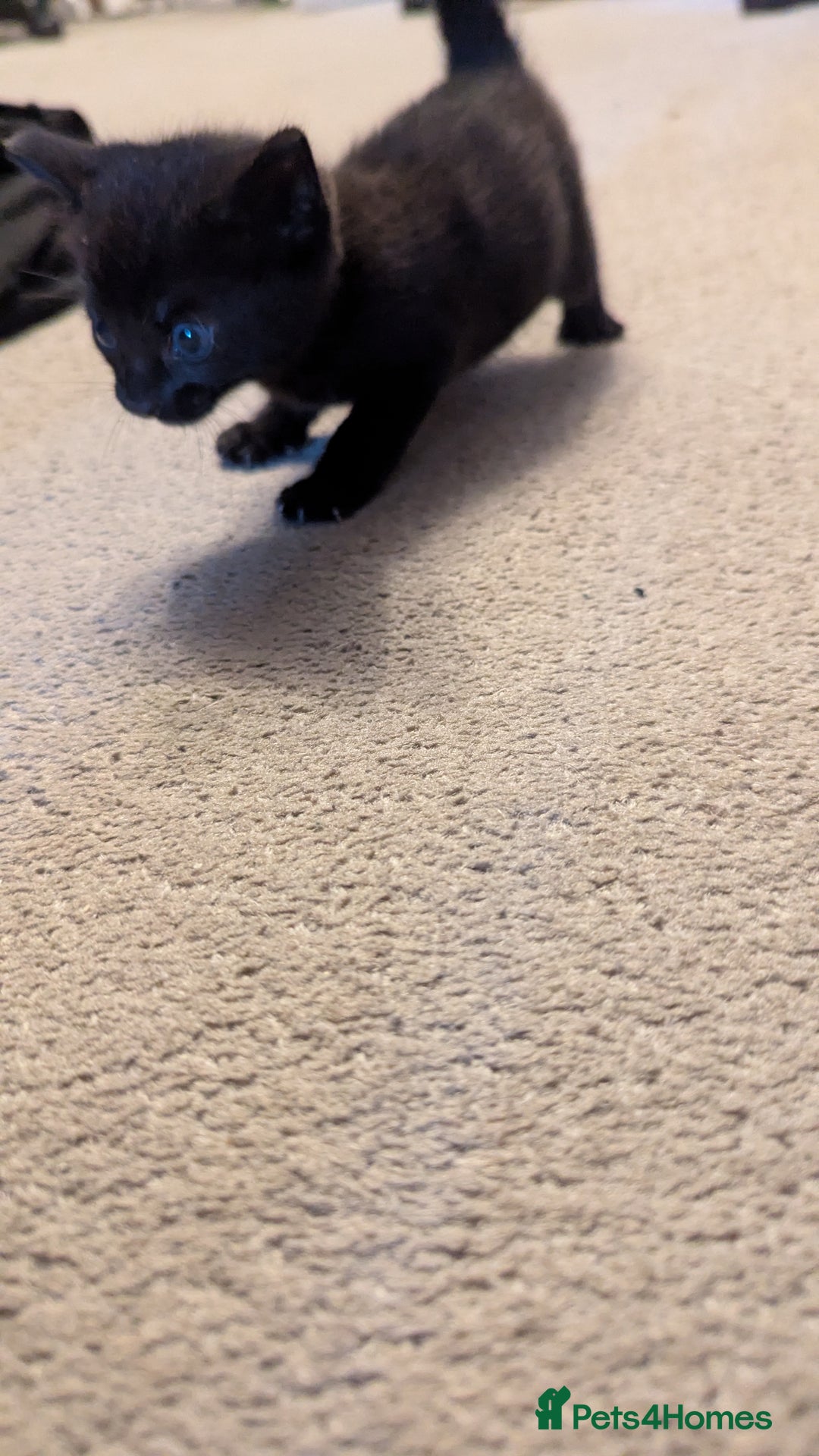 Mixed Breed cats for sale: Little beautiful kittens😀 - Image 8