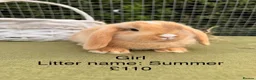 Mini Lop rabbits for sale: Mini lop babies! Lots of colours!  - Advert 14