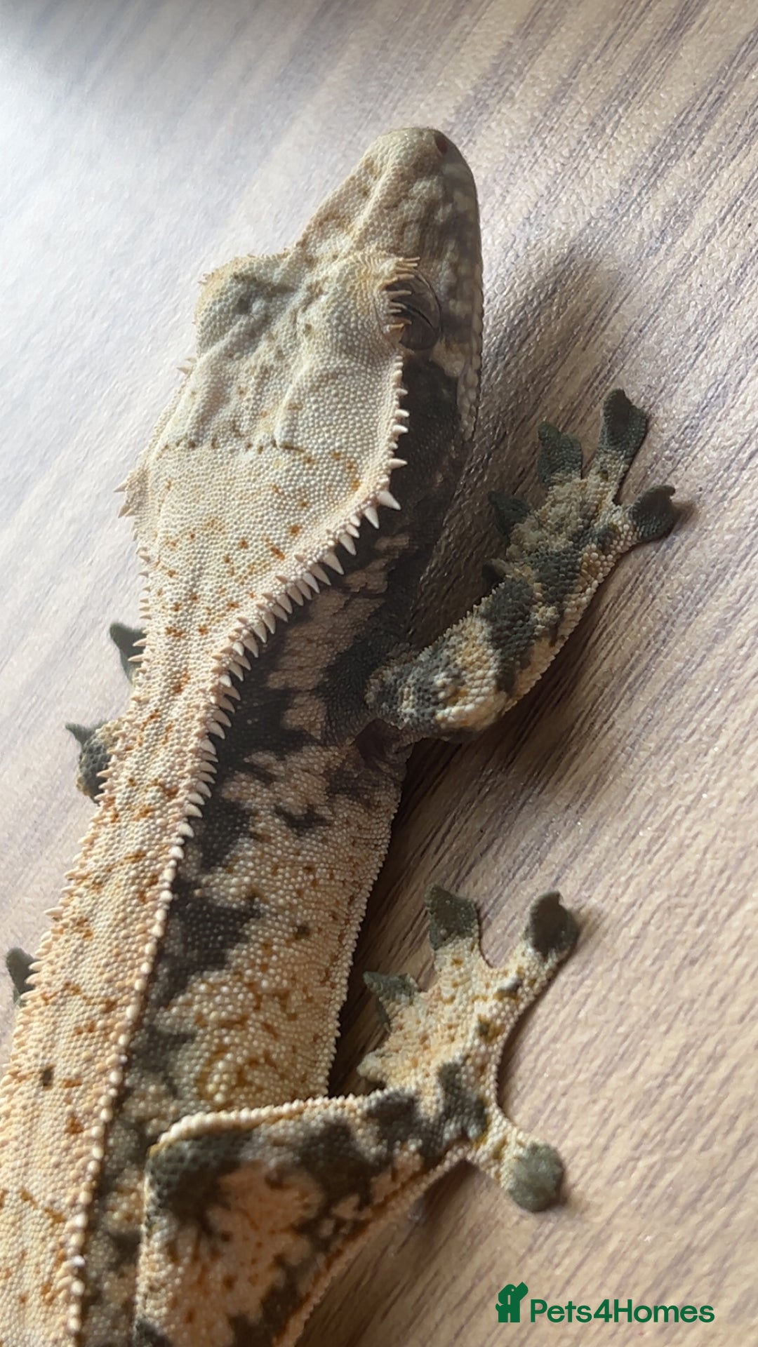 Gecko reptiles for sale: 1.0 Male Crested Gecko  - Advert 1