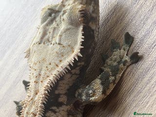 Gecko reptiles 1.0 Male Crested Gecko - Advert 1
