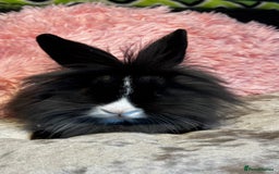 Mixed Breed rabbits for sale: Netherland dwarf and lionhead mixed bunnies - Image 12