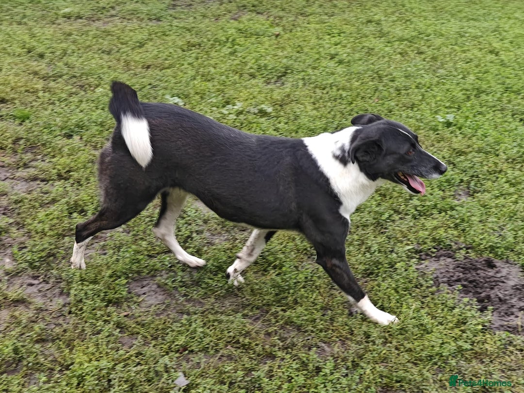 Mixed Breed dogs for adoption: 💖🐶 ZORIA 🐶💖 - Advert 14