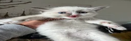 Ragdoll cats for sale: Beautiful Ragdoll  - Advert 18