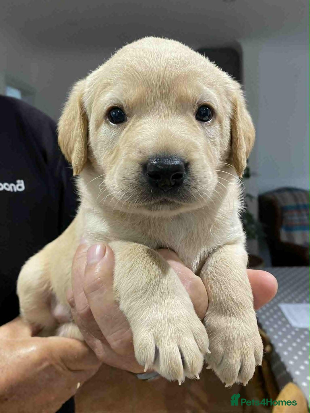 Labrador Retriever dogs for sale: Beautiful K.C Registered Labrador puppies - Image 2