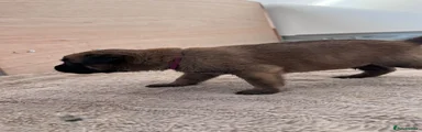 Belgian Shepherd Dog 10