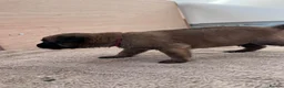 Belgian Shepherd Dog dogs for sale: Krowned_k9 Belgian malinois Puppies  - Advert 10