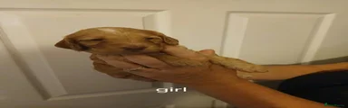 Cockapoo 7