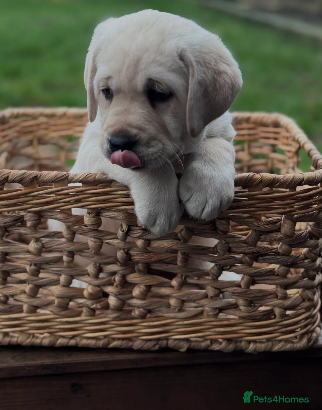 Labrador Retriever dogs for sale:  ✨ KC Registered Labrador Retriever Puppies   - Advert 7