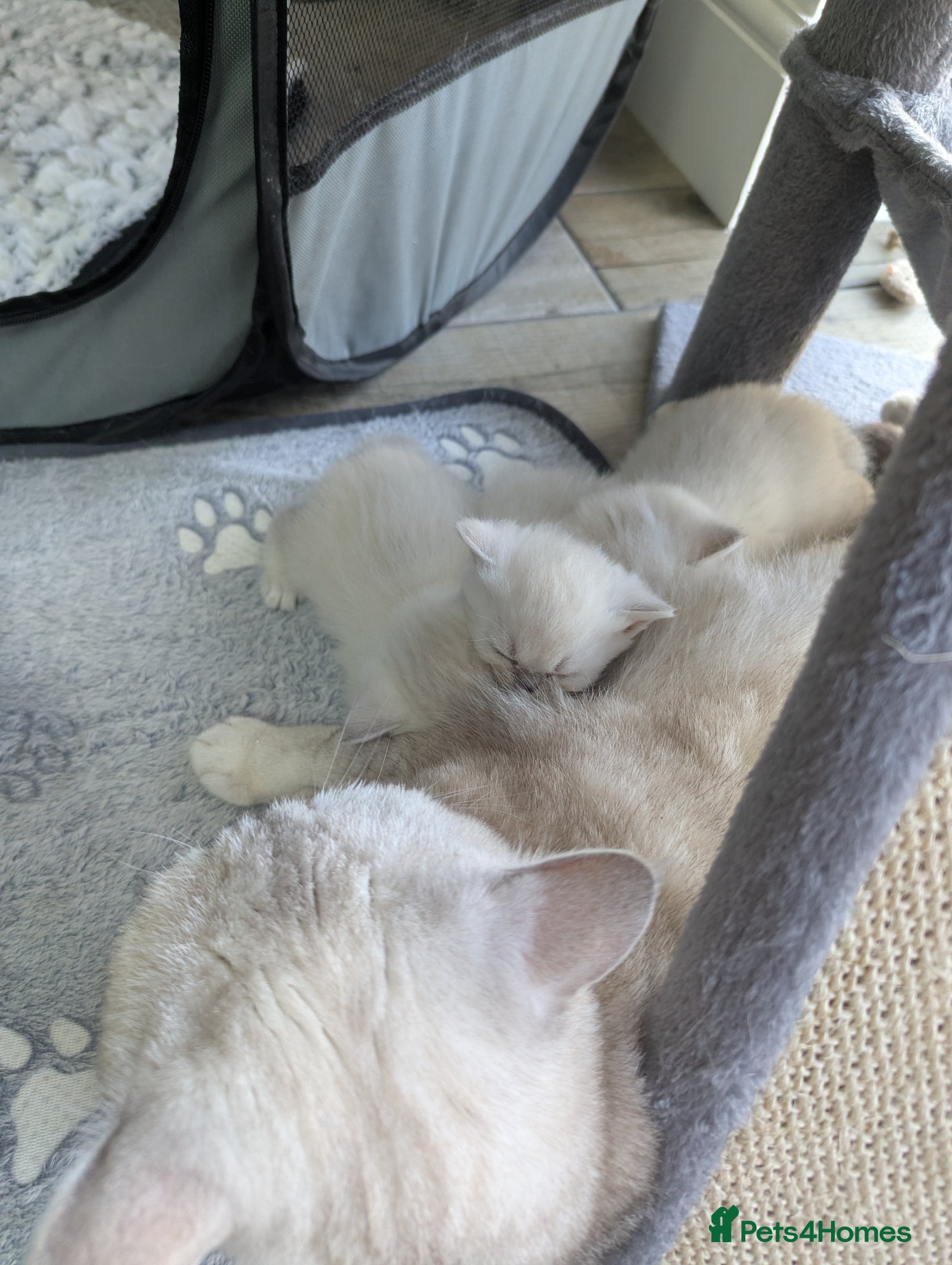 British Shorthair cats Beautiful British shorthair boys  - Advert 2