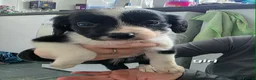 Mixed Breed dogs for sale: Cocker spaniel cross border collie - Advert 5