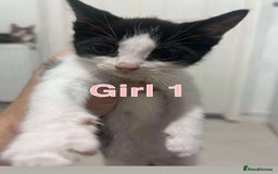 British Shorthair cats for sale: One last kitten to go to happy home in Llanelli - Image 3