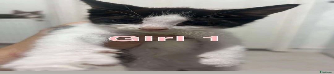 American Shorthair Kitten girl 1