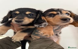 Miniature Dachshund dogs for sale: Last Black and Cream Little Girl Ready To Leave  - Image 3