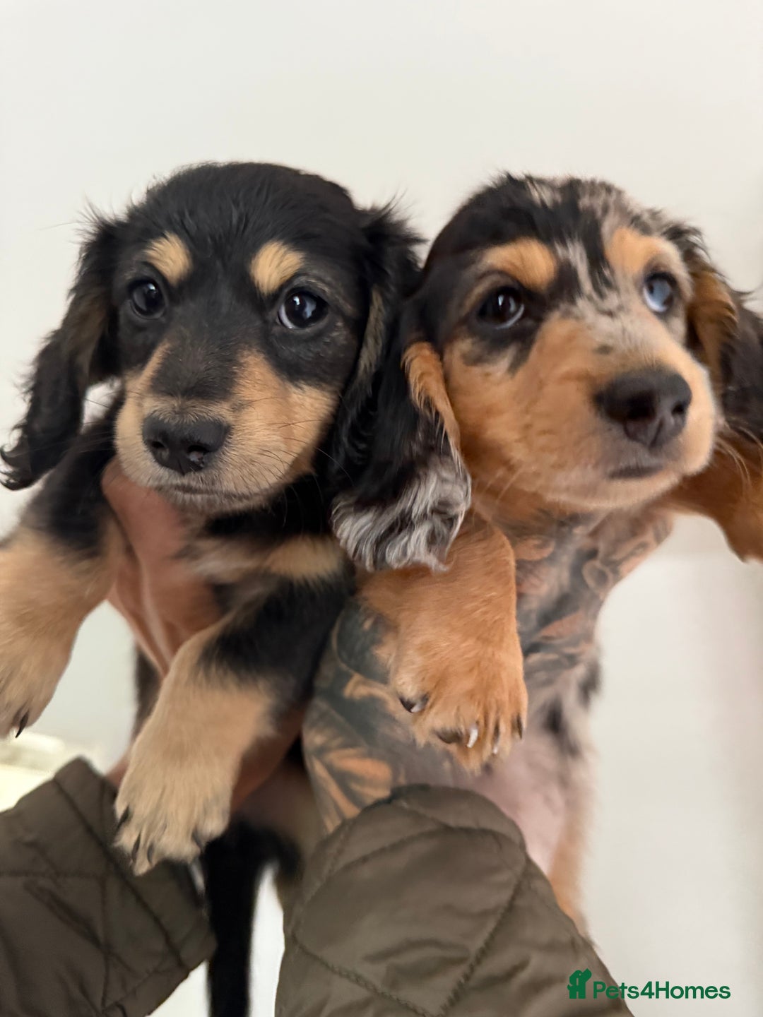 Miniature Dachshund dogs for sale: Last Black and Cream Little Girl Ready To Leave  - Image 3