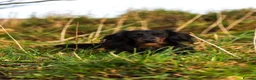 Miniature Dachshund dogs for sale: Super potential fantastic dachshund  in Ormskirk - Advert 4