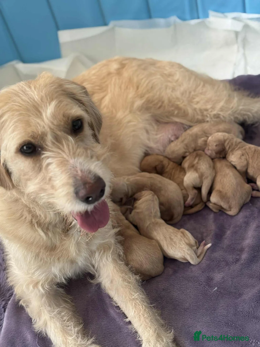 Labradoodle dogs for stud: Bailey the stud  in Glasgow - Advert 31
