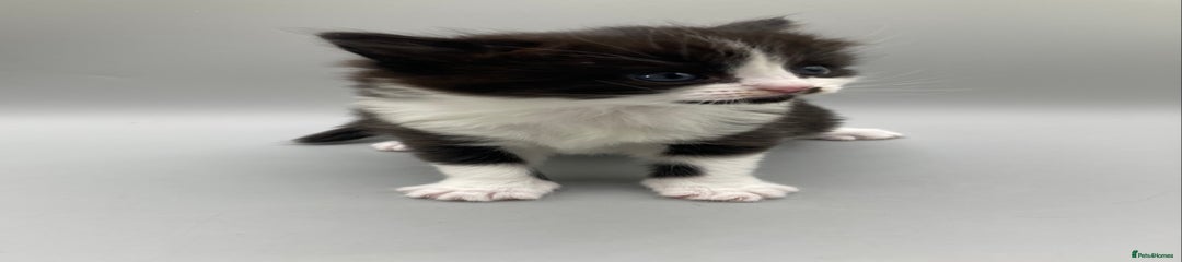 Mixed Breed Kitten 4