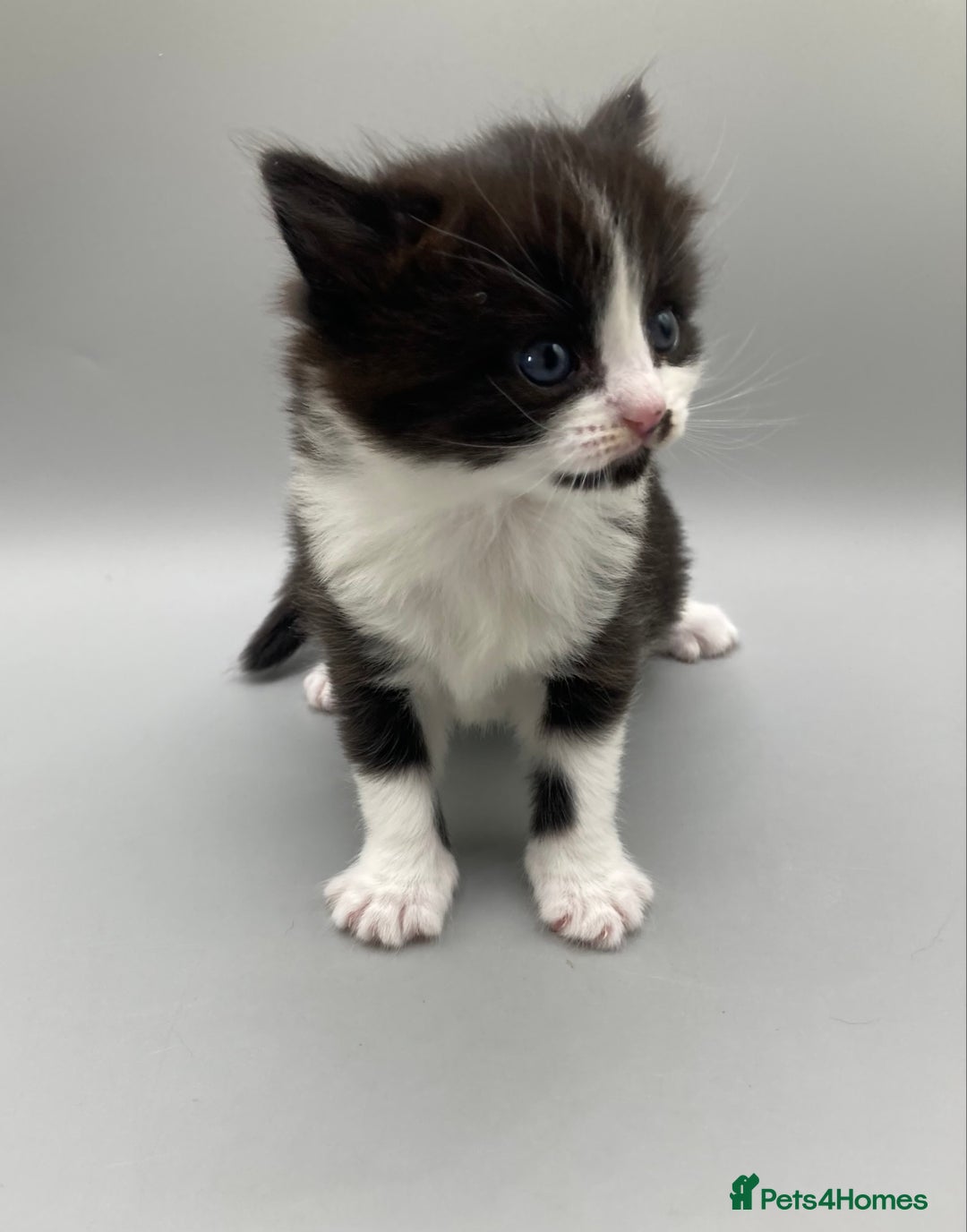 Mixed Breed cats for sale: Beautiful British Shorthair Mix Kittens - Image 9