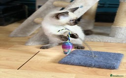 Siamese cats for sale: SIAMESE KITTENS - Image 14