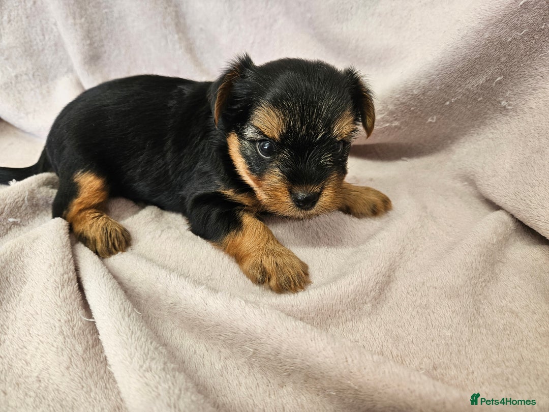 Yorkshire Terrier dogs for sale: ❤️ DNA Tested parents ❤️ Yorkie puppies  - Advert 26