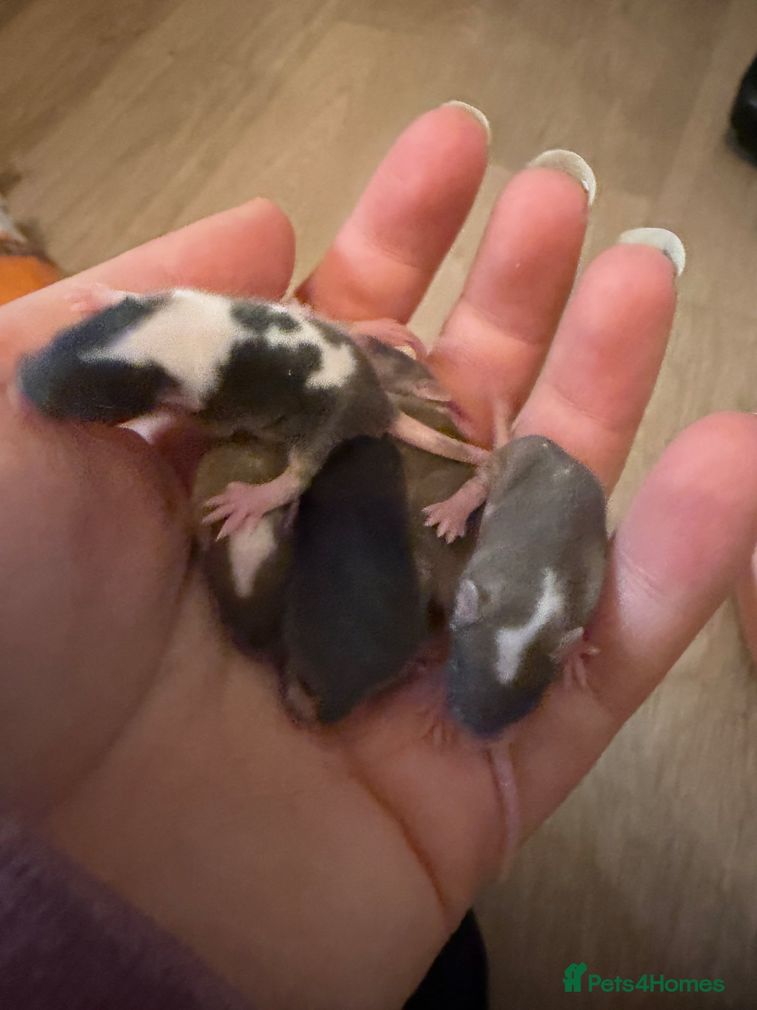 Mouse rodents Baby fancy mice ( mixed sex ) ready 22/4 - Advert 8
