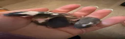 Mouse rodents for sale: Baby fancy pet mice boys-beautiful colours inc tri - Advert 4