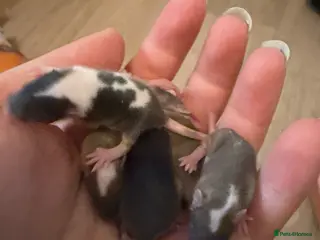 Mouse rodents Baby fancy mice ( mixed sex ) ready 22/4 - Advert 8