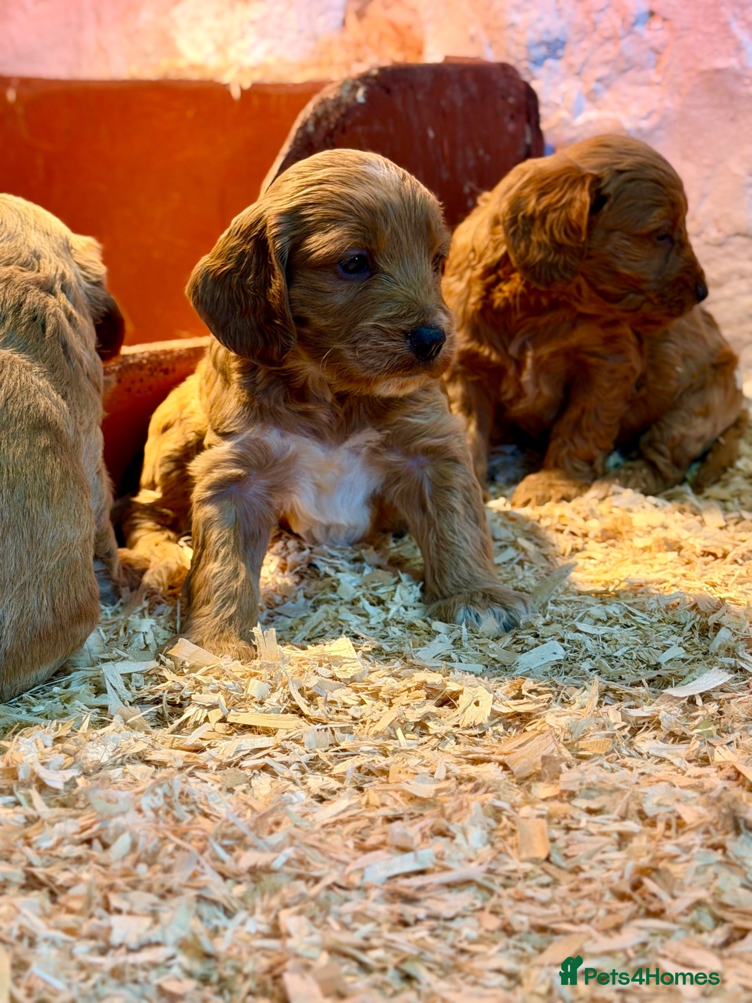 Cockapoo dogs Exceptional family pets top quality cockapoo’s - Advert 2