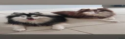 Pomsky dogs for stud: Champ F2 pomsky for stud  - Advert 3