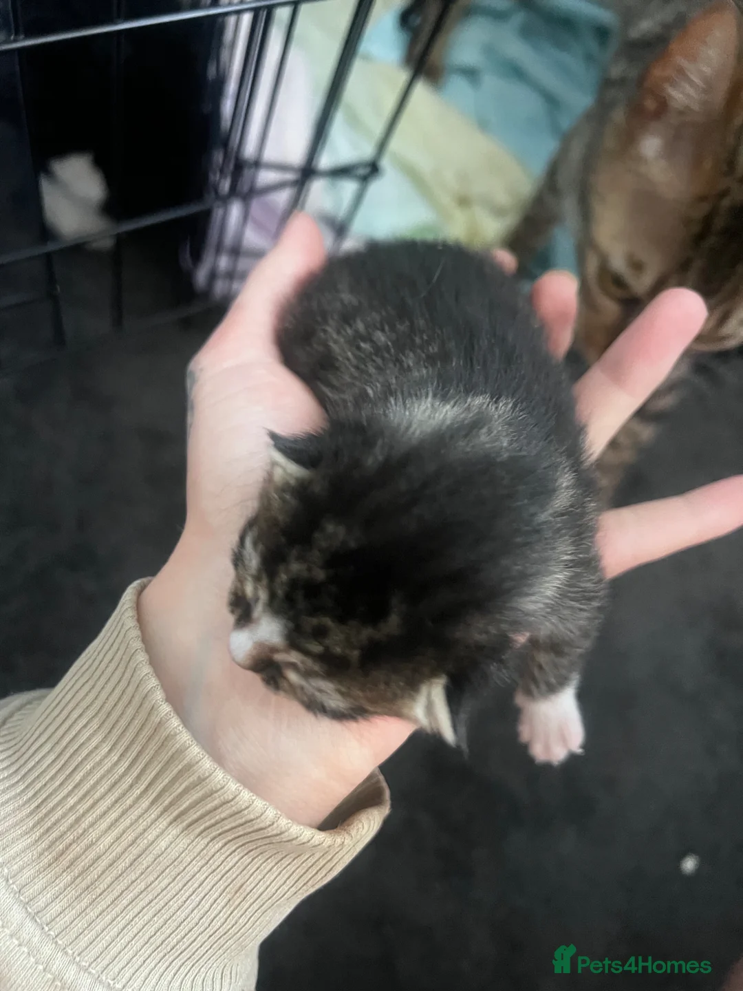 Bengal cats for sale: Bengal cross kitten  in Pathhead - Advert 4