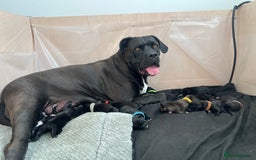 Cane Corso dogs for sale: Yuki X Aries Russian Champ Bloodline Puppies - Image 6