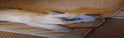 Ragdoll cats for sale: Ragdoll kittens  - Advert 4