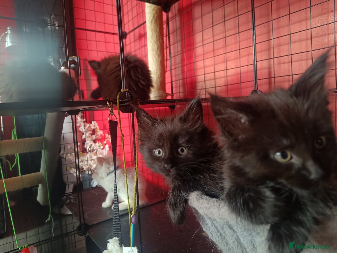 Maine Coon cats for sale: Adorable Maine Coon kittens in Manchester - Image 16