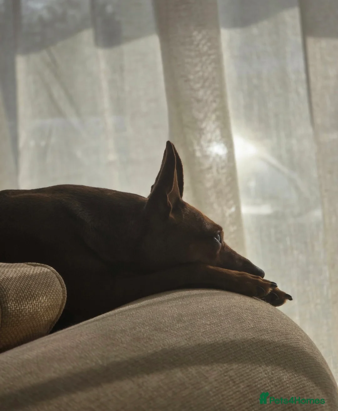 Miniature Pinscher dogs for sale: Bambi - Advert 2