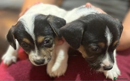 Jackapoo dogs for sale: Now available Jackapoo  - Image 1