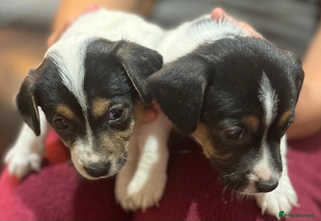 Jackapoo dogs for sale: Now available Jackapoo  - Image 1