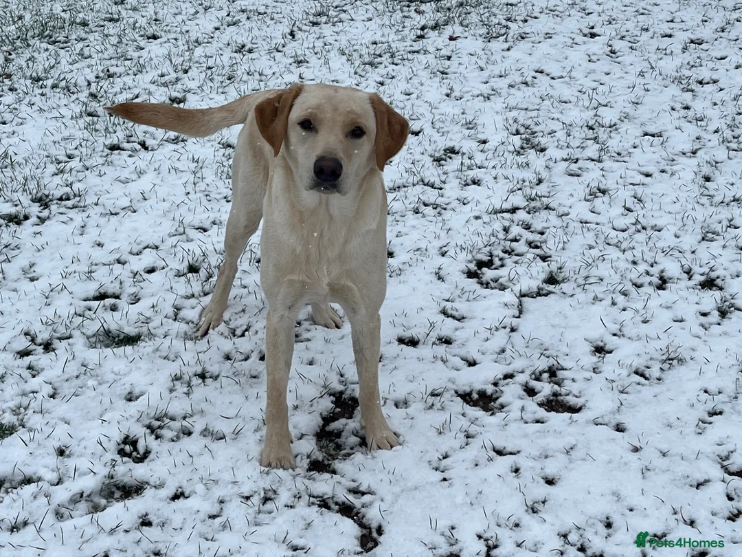 Labrador Retriever dogs for sale: Labrador Puppies out of FTCH in Bromyard - Advert 1