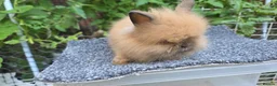 Lionhead rabbits for sale: Lion Head  (Fluffy Blue eyes ) - Advert 4