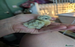Chickens poultry for sale: Tiny Serama chicks (world's smallest chicken) - Image 4