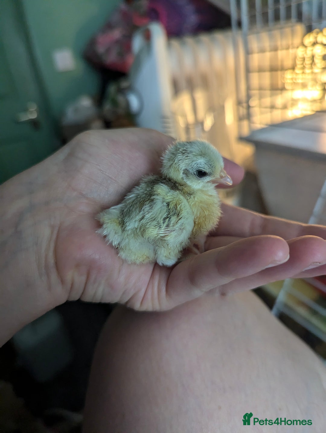 Chickens poultry for sale: Tiny Serama chicks (world's smallest chicken) - Image 4