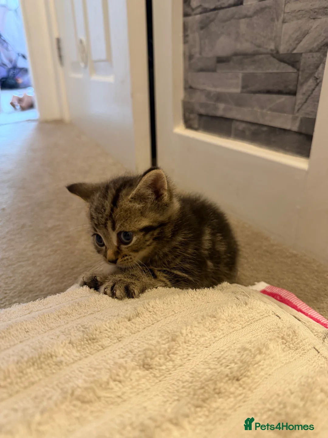 British Shorthair cats for sale: British short hair kittens - Advert 2
