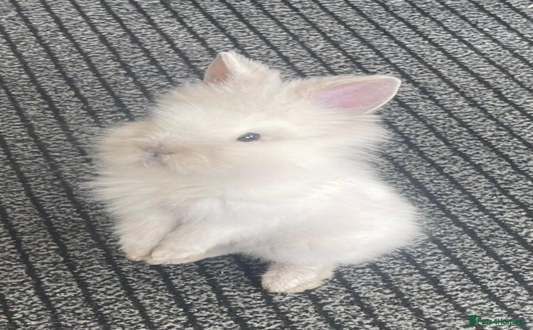 Lionhead rabbits - Advert 10