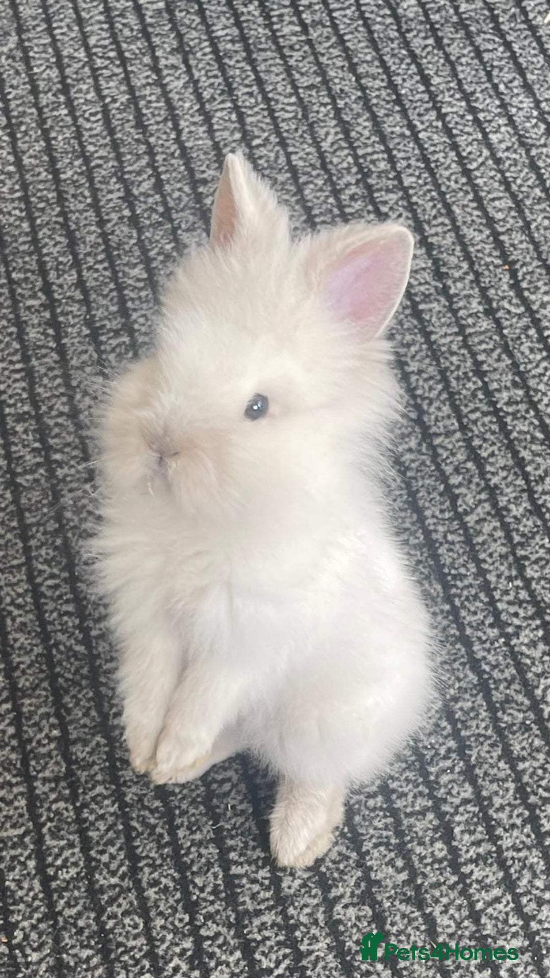Lionhead rabbits for sale: White Lion head Rabbit - Image 1